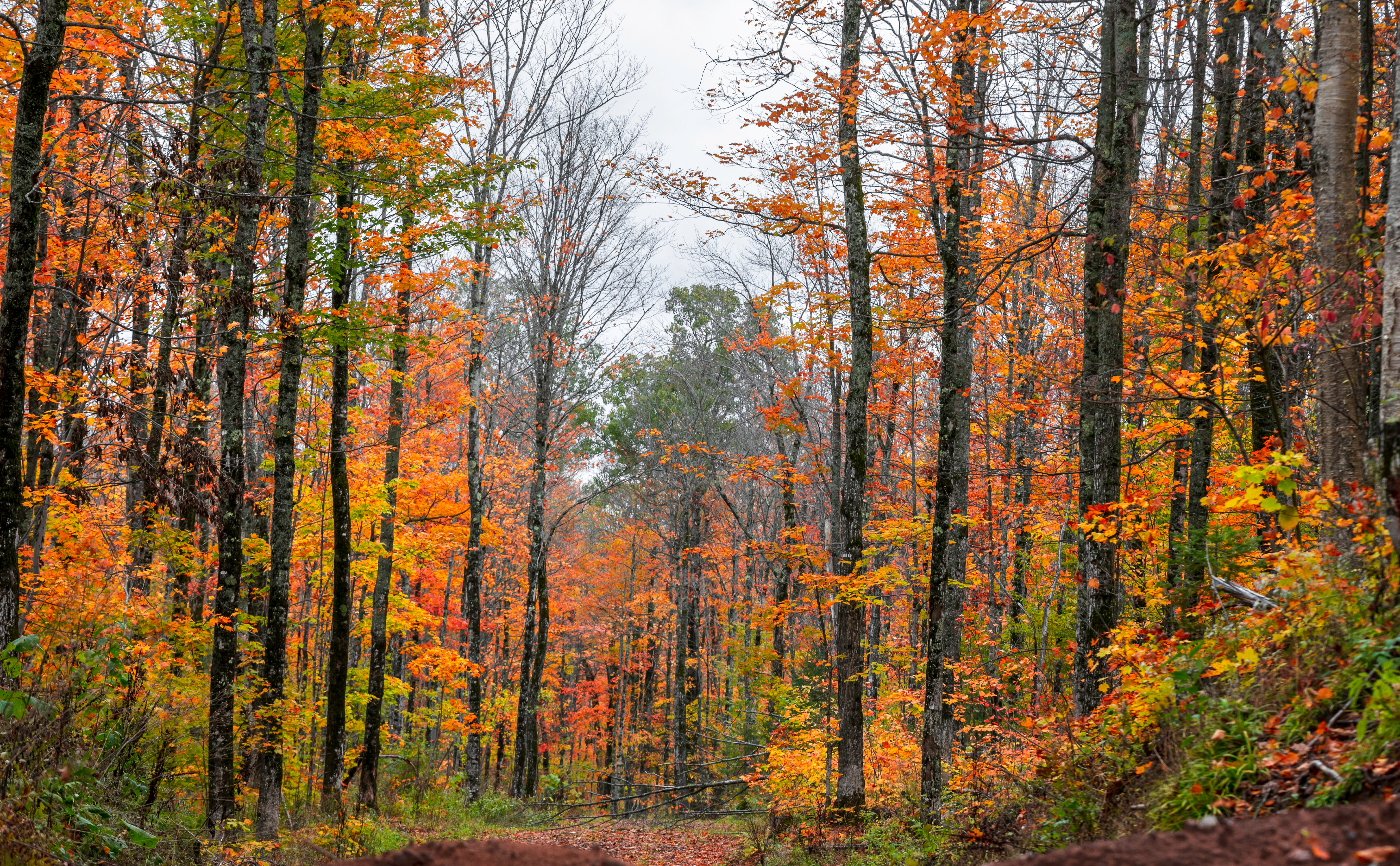 Cascade vs. Ada: Which Forest Hills Township Is Right for You?